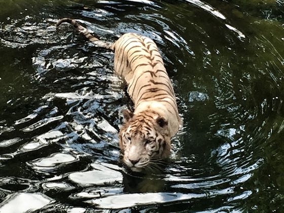 Singapore Zoo